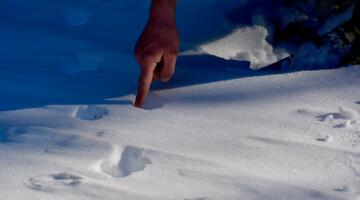 Auch Schneehasenspuren finden sich © Katharina Kropshofer Auch Schneehasenspuren finden sich