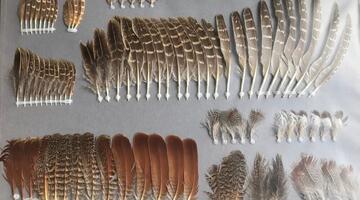 Federn-rebhuhn-ch-schwann © Die Federn des Rebhuhns aus der Sammlung von Benjamin Knes © Christina Schwann Die Federn des Rebhuhns aus der Sammlung von Benjamin Knes © Christina Schwann