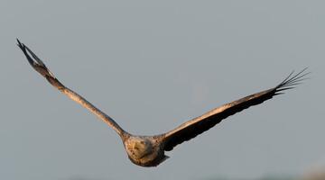 Seeadler (c) Franz Josef Kovacs © Franz Josef Kovacs Seeadler