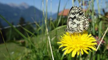 tagfalter monitoring