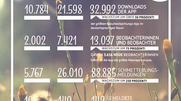 Auswertung schmetterlingsapp 2018 Kopie © Blühendes Österreich/iService Auswertung schmetterlingsapp 2018 Kopie