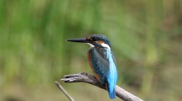 Eisvogel Batumi 24.09.2017 (c) W. Petutschnig © W. Petutschnig Eisvogel, sitzend auf einem Ast