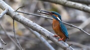 Eisvogel ernähren sich neben Fischen auch von Insekten oder Kleinkrebsen (c) Drauhofen 2018 R. Mann © R. Mann/Drauhofen Eisvogel, sitzend auf einem Ast