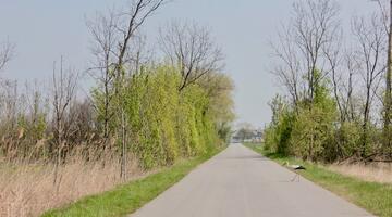 Ein Weißstorch überquert die Straße im Nationalpark Neusiedler See © Katharina Kropshofer Ein Weißstorch überquert die Straße im Nationalpark Neusiedler See