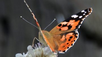 Distelfalter in der Forstheide