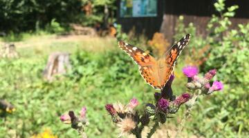 Schmetterling im Garten