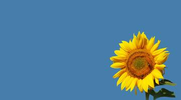 Sonnenblume unter klarem Himmel