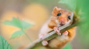 Haselmaus