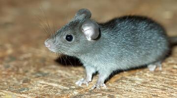 Hausratte