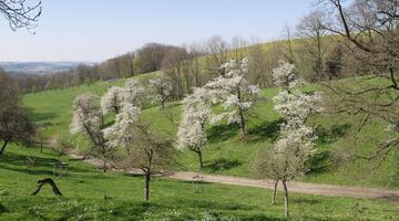 Streuobstwiese im Naturpark Obst-Hügel-Land mit blühenden Kirschbäumen