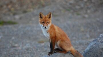 Rotfuchs