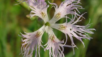 Feuchtwiesen-Prachtnelke, Blüte