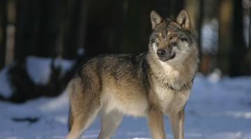Wolf