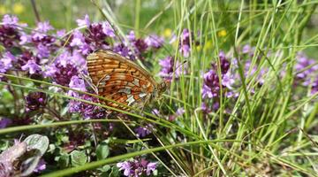 Silberfleck-Perlmuttfalter (Boloria euphrosyne) 