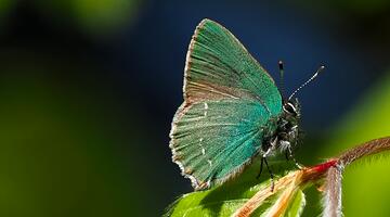 Schmetterling Grüner Zipfelfalter