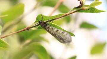 Geflecktflügelige Ameisenjungfer