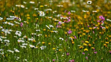 Blumenwiese mit Wiesen-Margerite und rosa Pech-Nelken