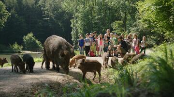 Wildschweine sind die Besucherattraktion im Naturpark Sparbach