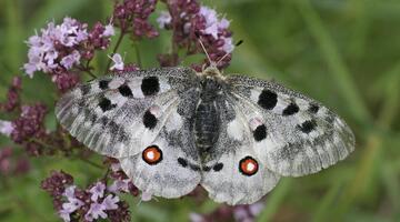Apollofalter