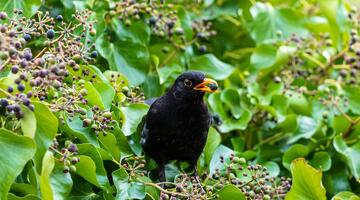 Amsel, Männchen