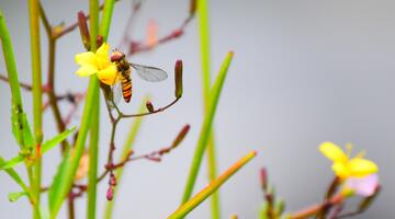 Hainschwebfliege beim Blütenbesuch