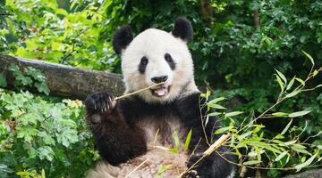Großer Panda im Tiergarten Schönbrunn