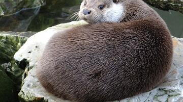 Europäischer Fischotter © pixabay.com Europäischer Fischotter
