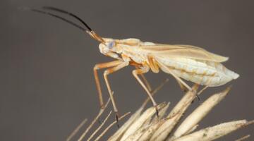 Acetropis carinata