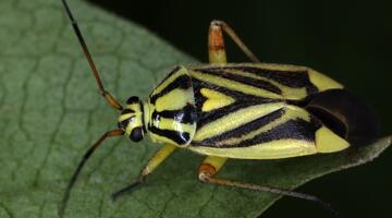 Brachycoleus decolor