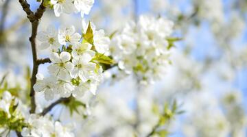 Vogelkirsche, Blüten