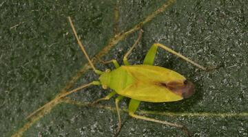 Schwefelwanze
