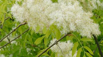 Blumen-Esche (Fraxinus ornus),