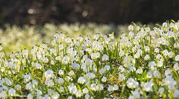 Frühlings-Knotenblumen