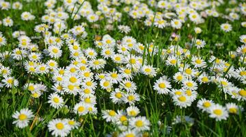 Gänseblümchen