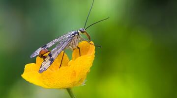Gemeine Skorpionsfliege auf einer Blume
