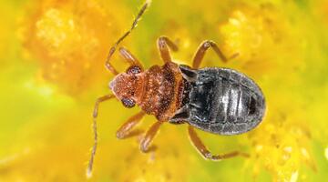 Hebrus ruficeps