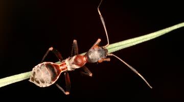 Myrmecoris gracilis