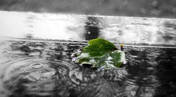 Regenlacke