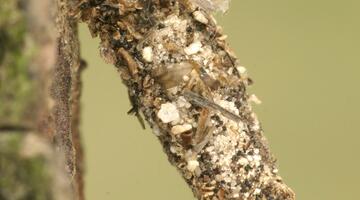 Sackträger dahlica triquetrella Weibchen © Peter Buchner Sackträger dahlica triquetrella Weibchen