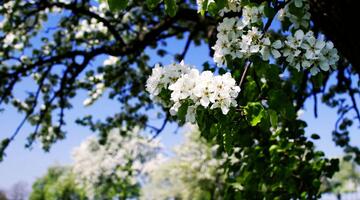 Birn-Baum-Blüte in der Streuobstwiese 