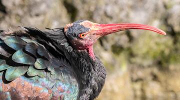 Waldrapp