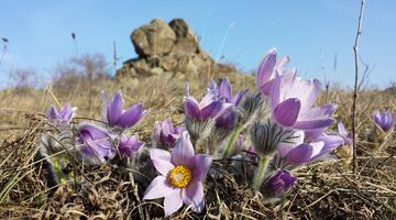 Pulsatilla grandis