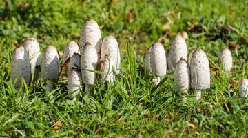 Schopf-Tintlinge auf einer Wiese