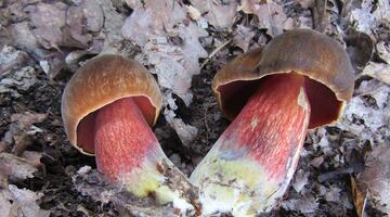 2 Fruchtkörper des Flockenstieligen Hexenröhrlings am Waldboden