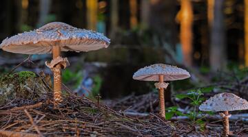 3 Parasol-Pilze im Nadelwald