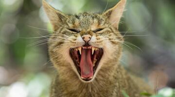 Wildkatze im Portrait © Marc Graf Wildkatze, Portrait Kopf