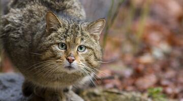 Wildkatze im Gehege des Nationalparks Bayerischer Wald © Marc Graf Wildkatze im Gehege des Nationalparks Bayerischer Wald