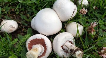 Wiesen-Champignons in einer Wiese