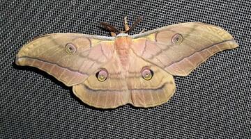 Japanischer Eichenseidenspinner © Marion Jaros Japanischer Eichenseidenspinner