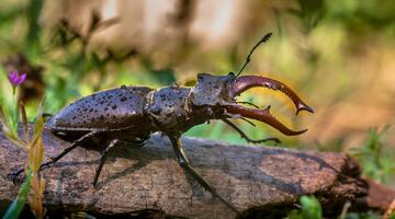 Hirschkäfer © Rudmer Zwerver/shutterstock.com Hirschkäfer auf dem Waldboden